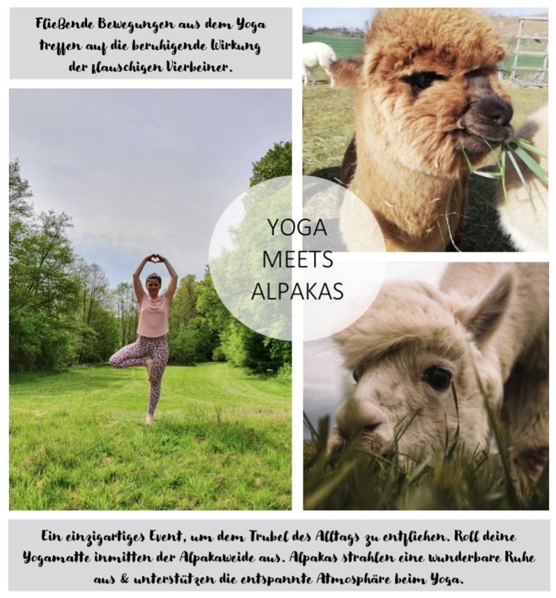 Yoga mit Alpakas Event Duderstadt Rhumspringe Nesselröden Yoga-Vielhauer