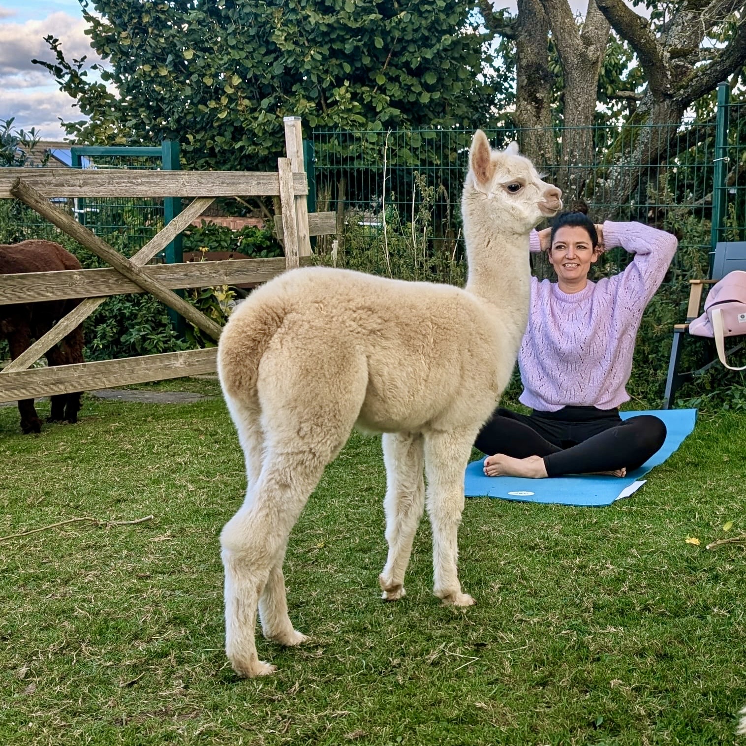 Yoga meets Alpakas_Homepage